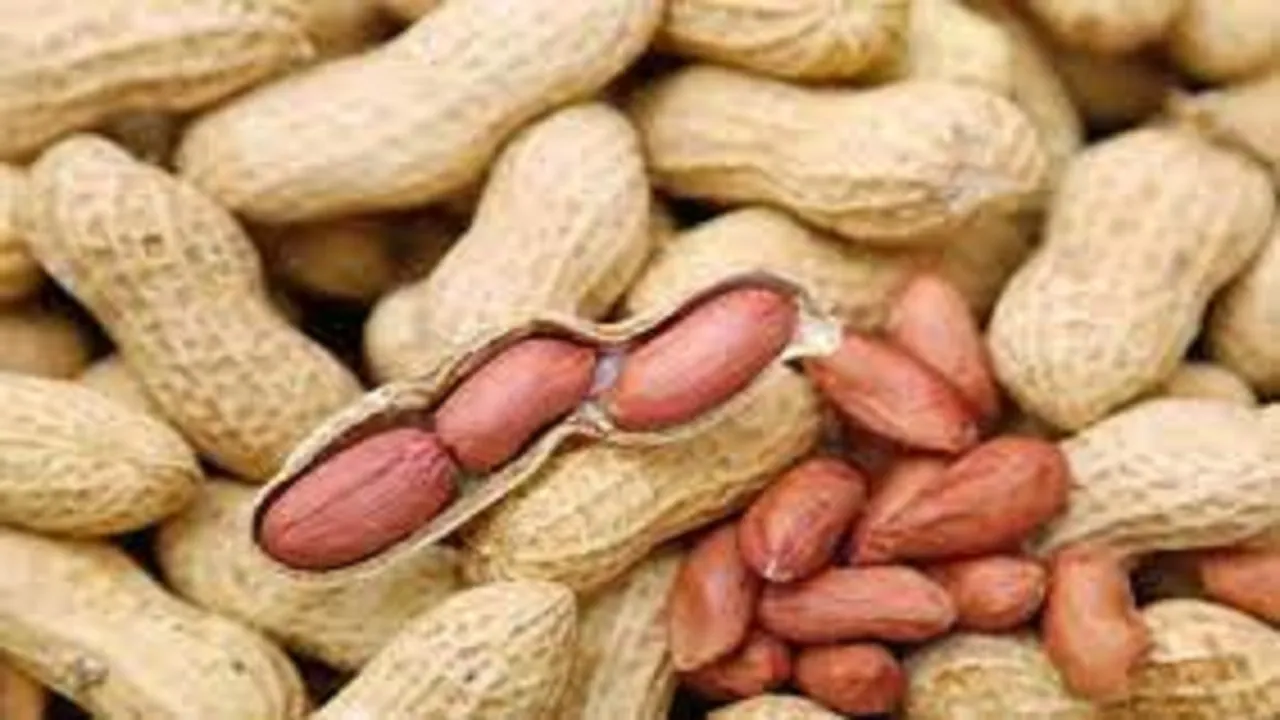 nuts 6785687