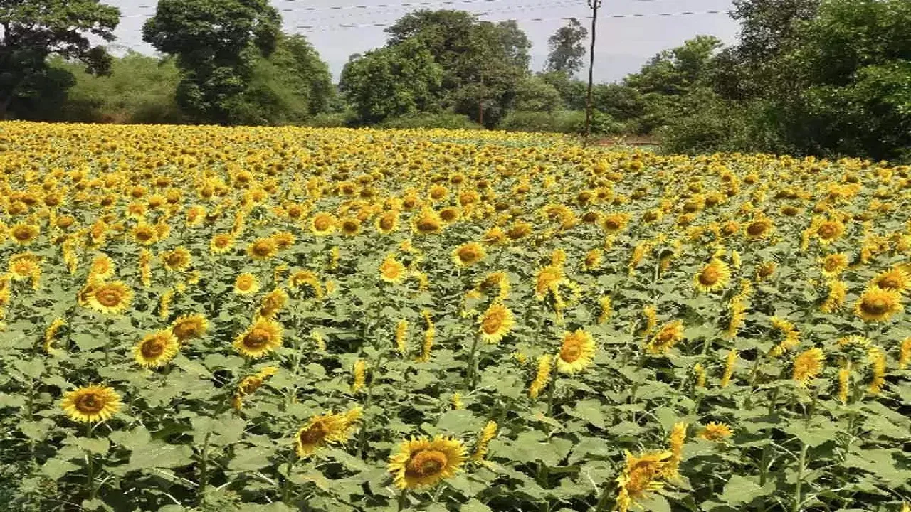 sun