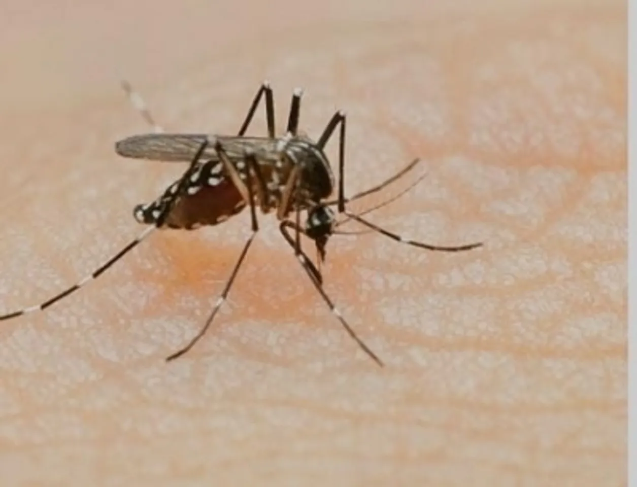 Dengue cae