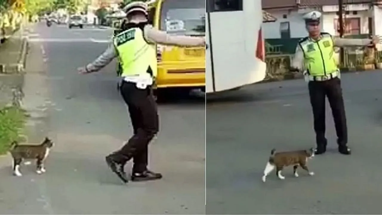 cat