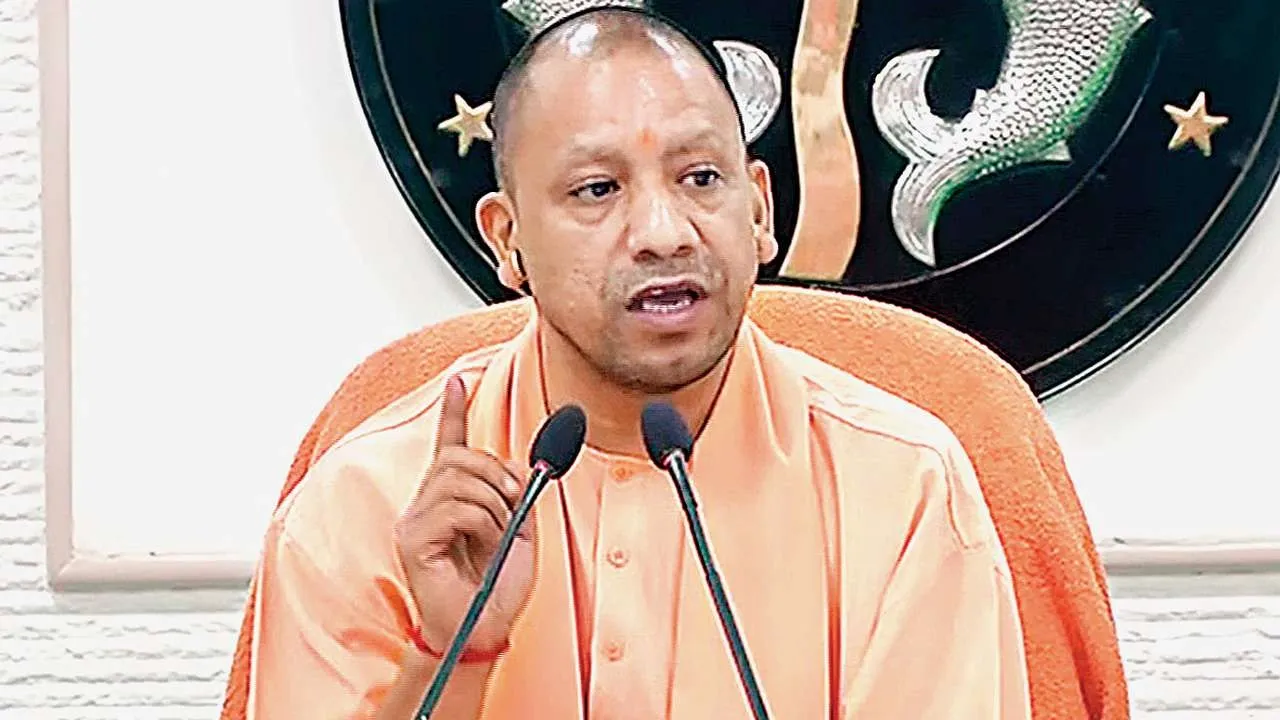 yogi