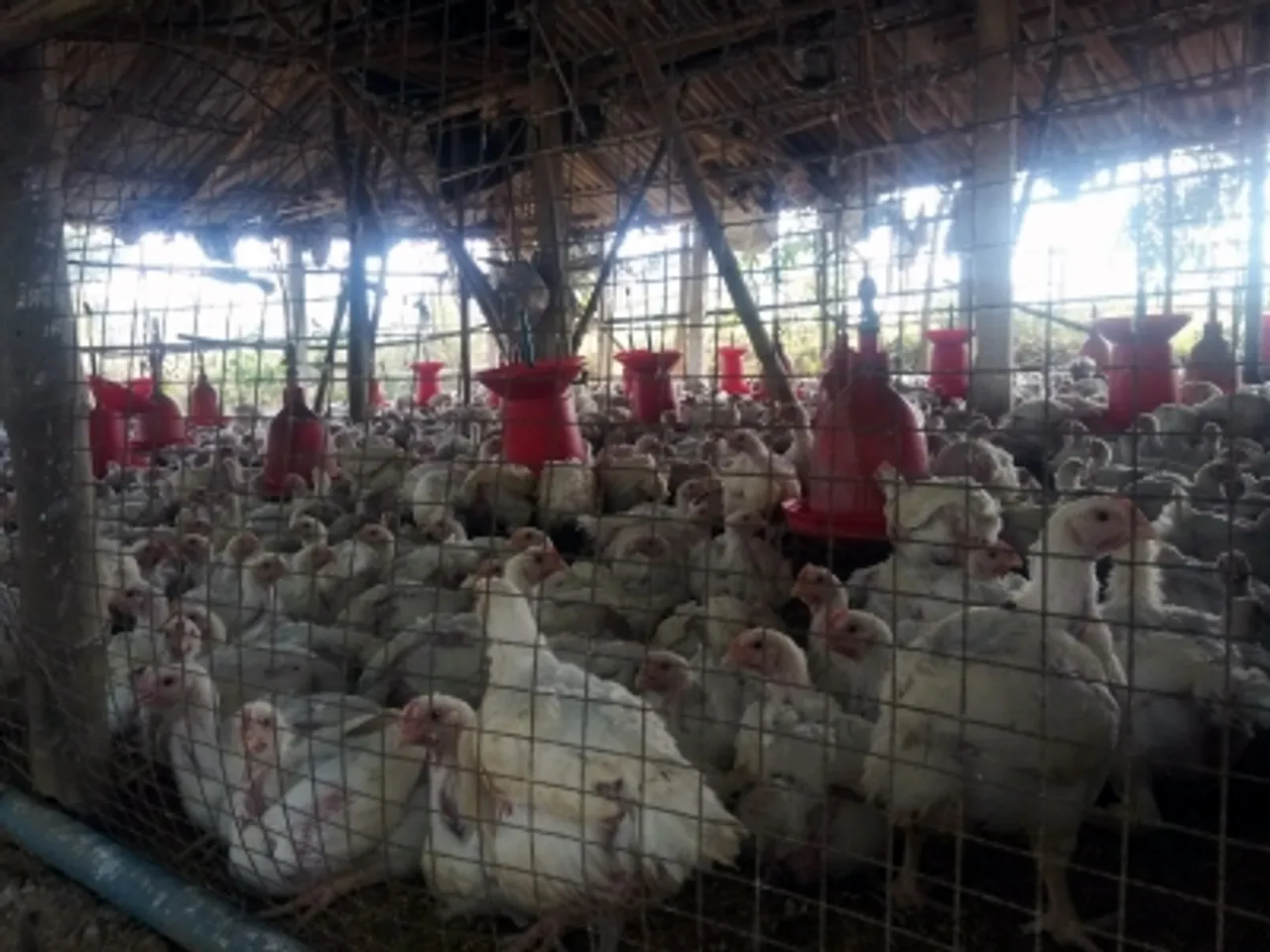 Poultry farm