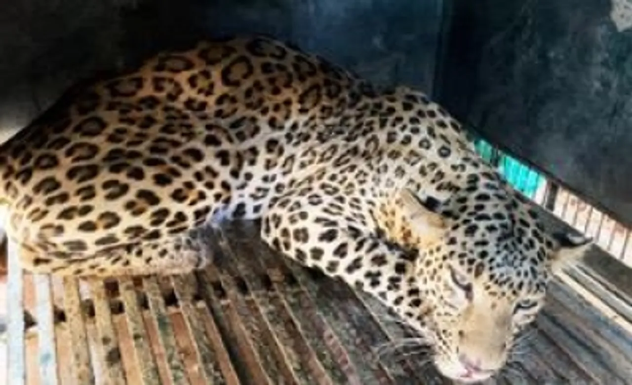 Injured leopard