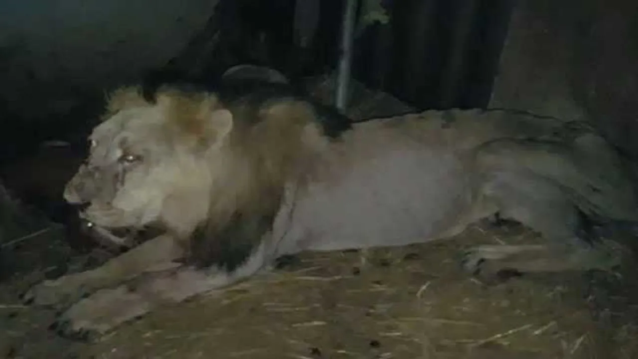 lion23