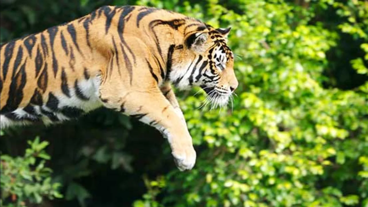 Tiger Con