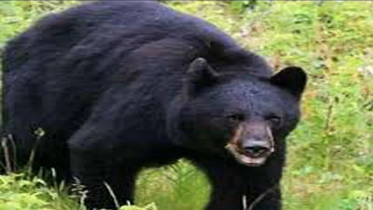 Bear