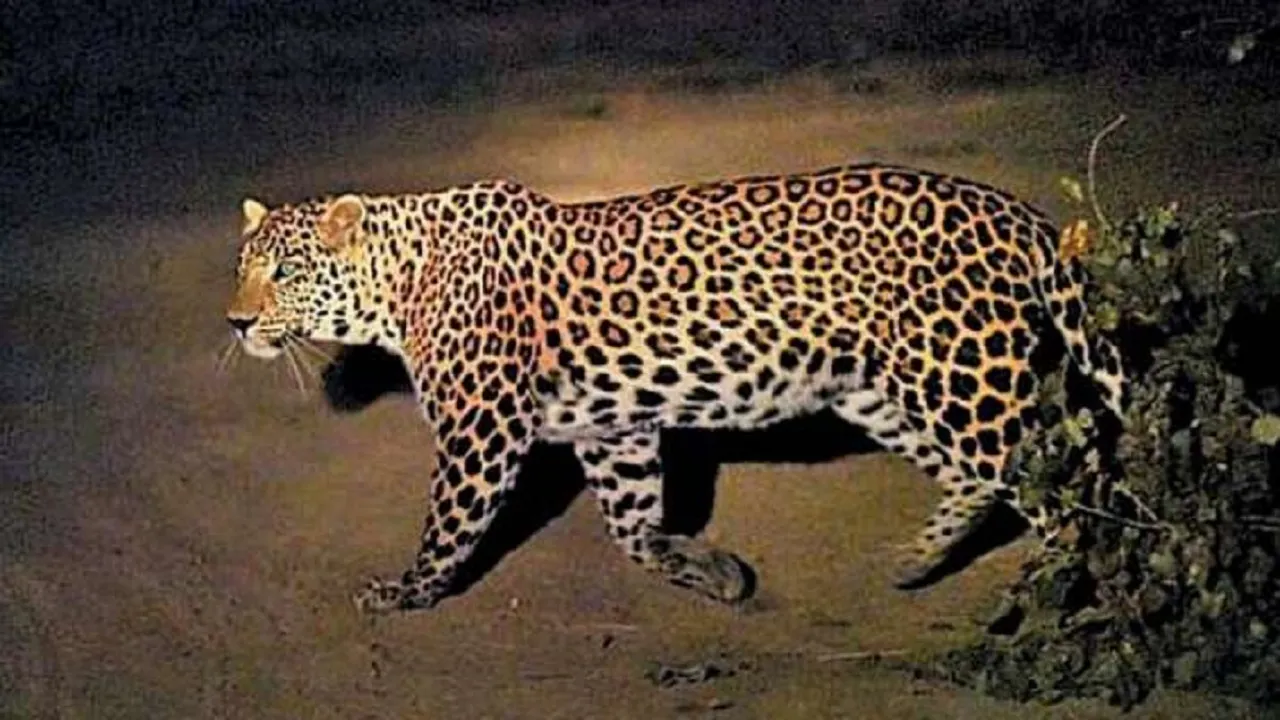 leopard