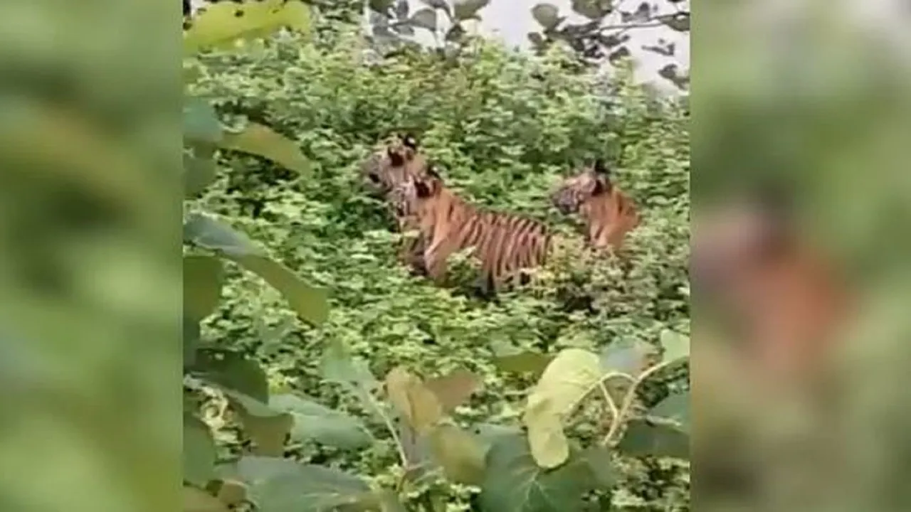 The tigress looked at her children