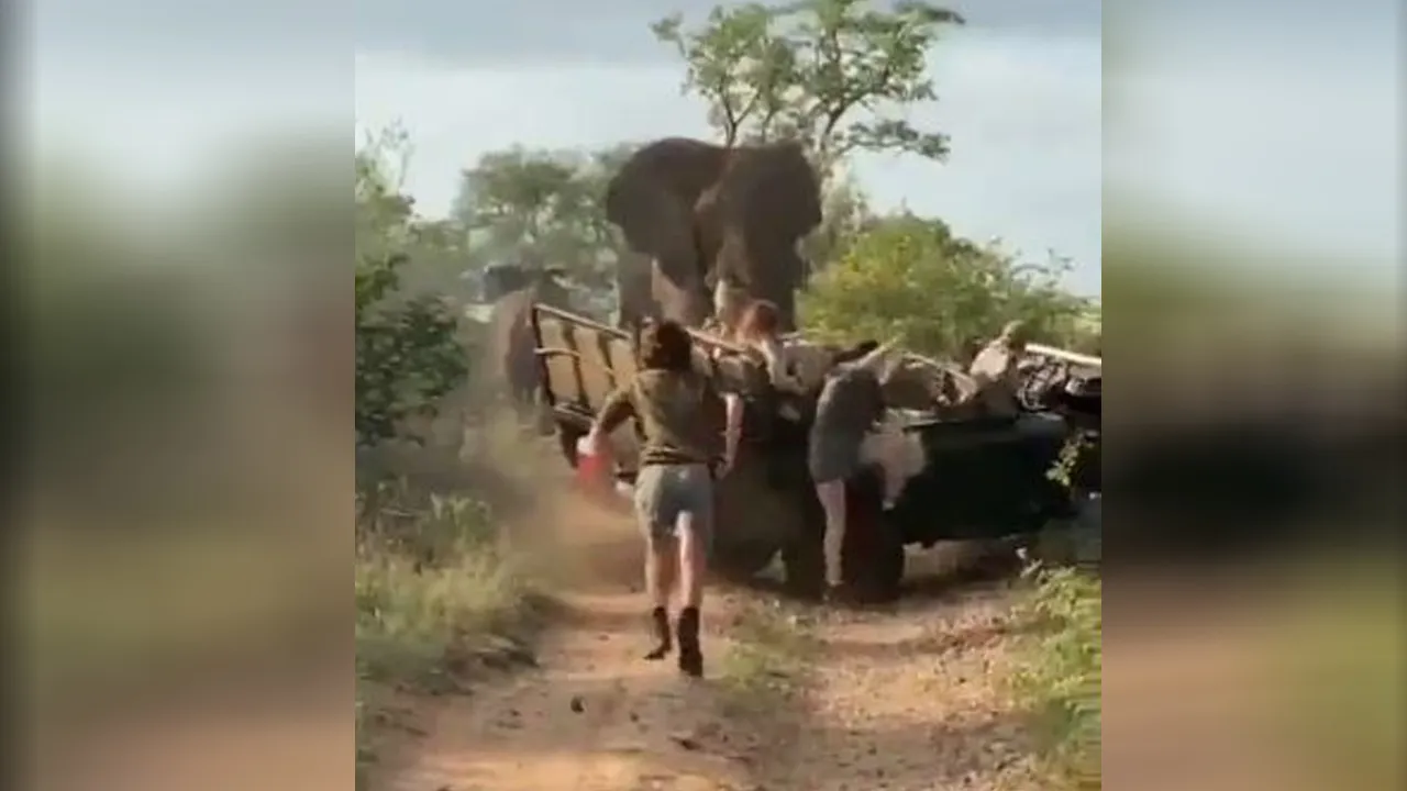 elephant