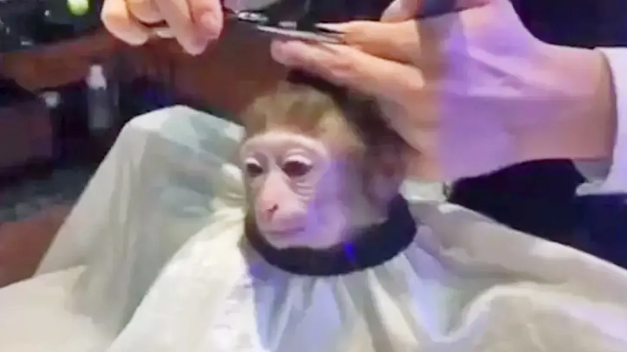 monkeyhaircut