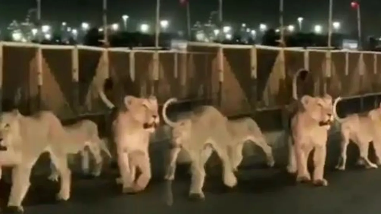 lion