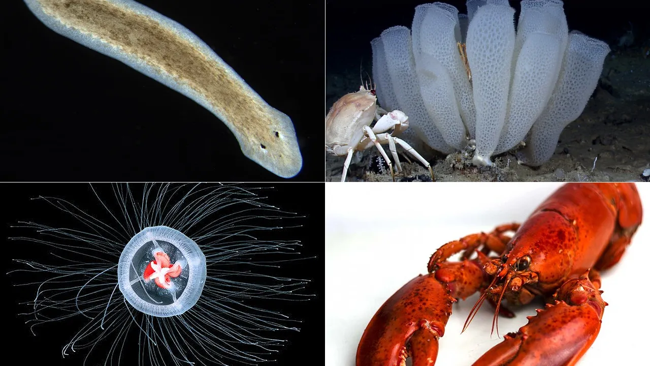 Sea Creatures