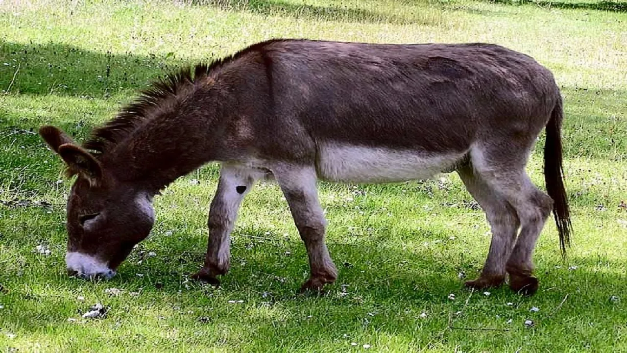 donkey milk