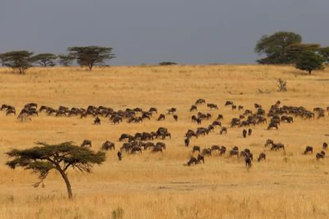 Kenya tourit