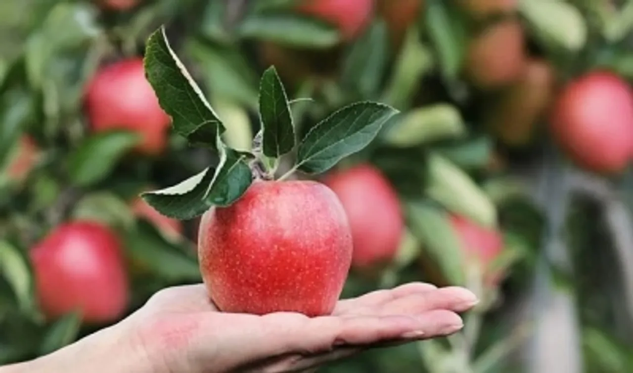 Applepixabaycom