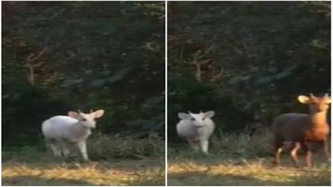 Whitehogdeer