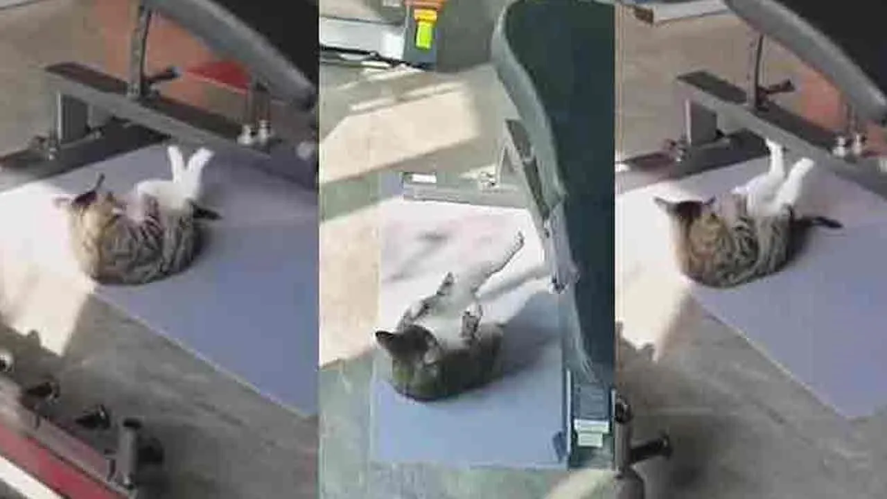 cat