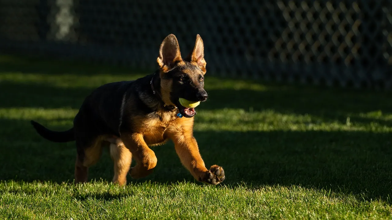US President Biden adds new puppy Commander to family