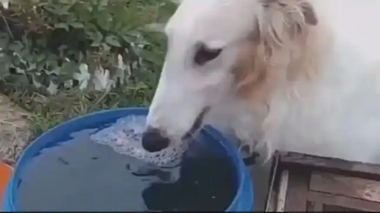 Dog video