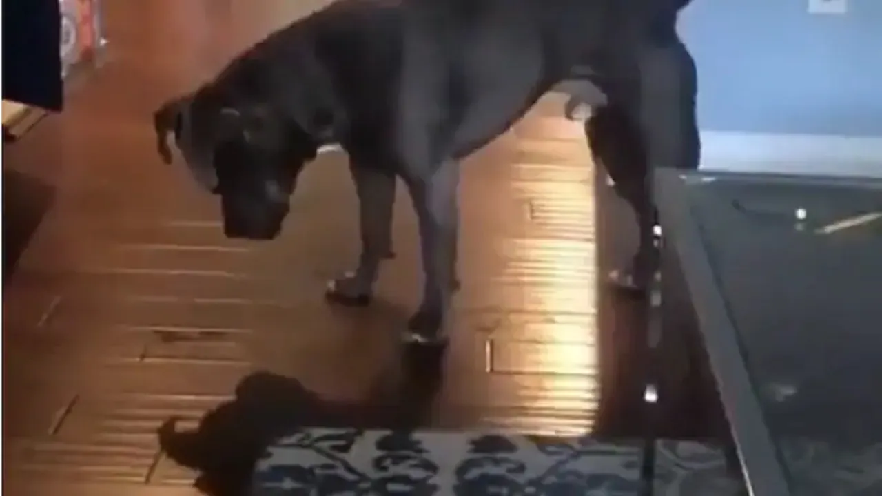 DOG