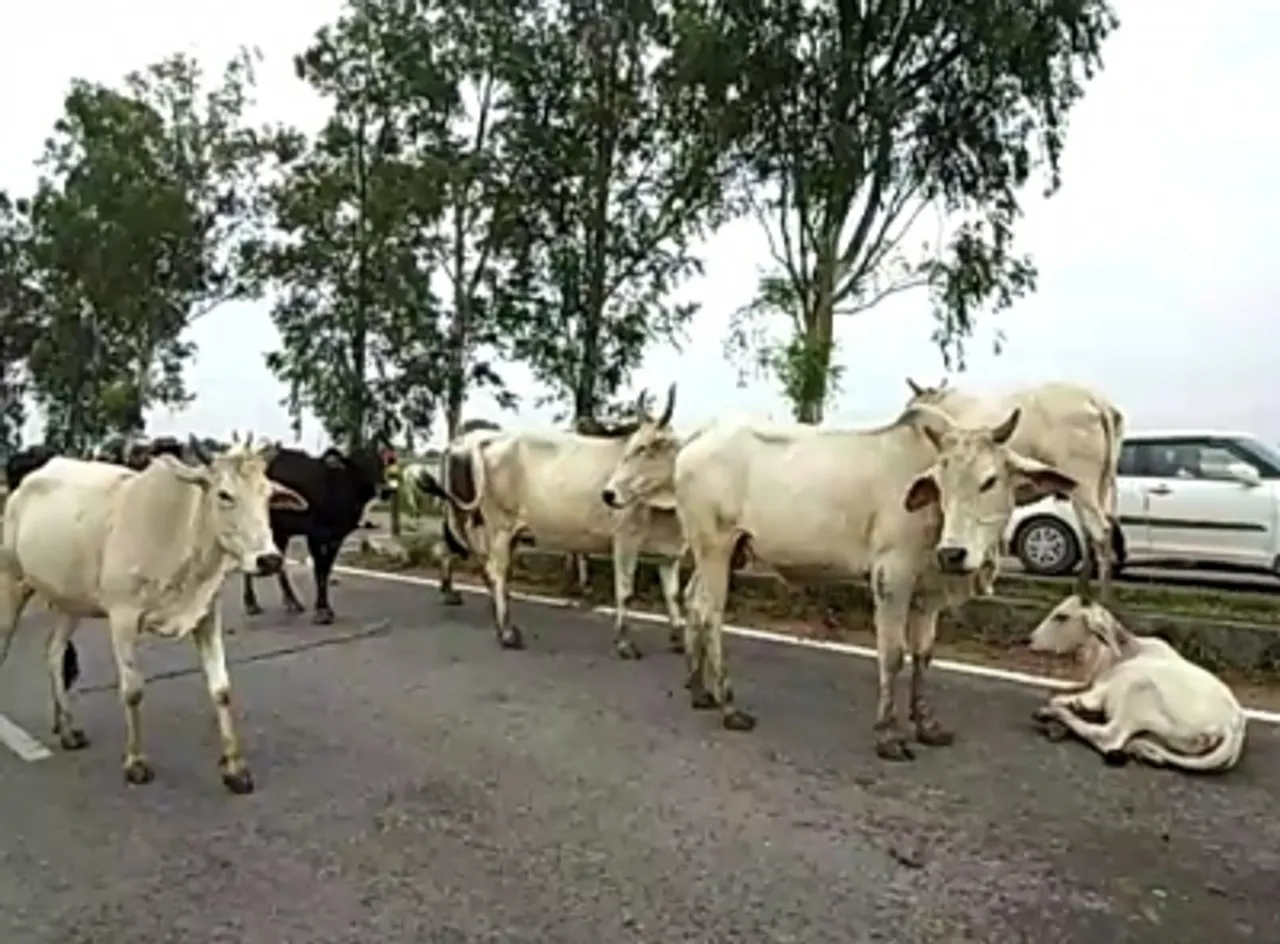 UP police