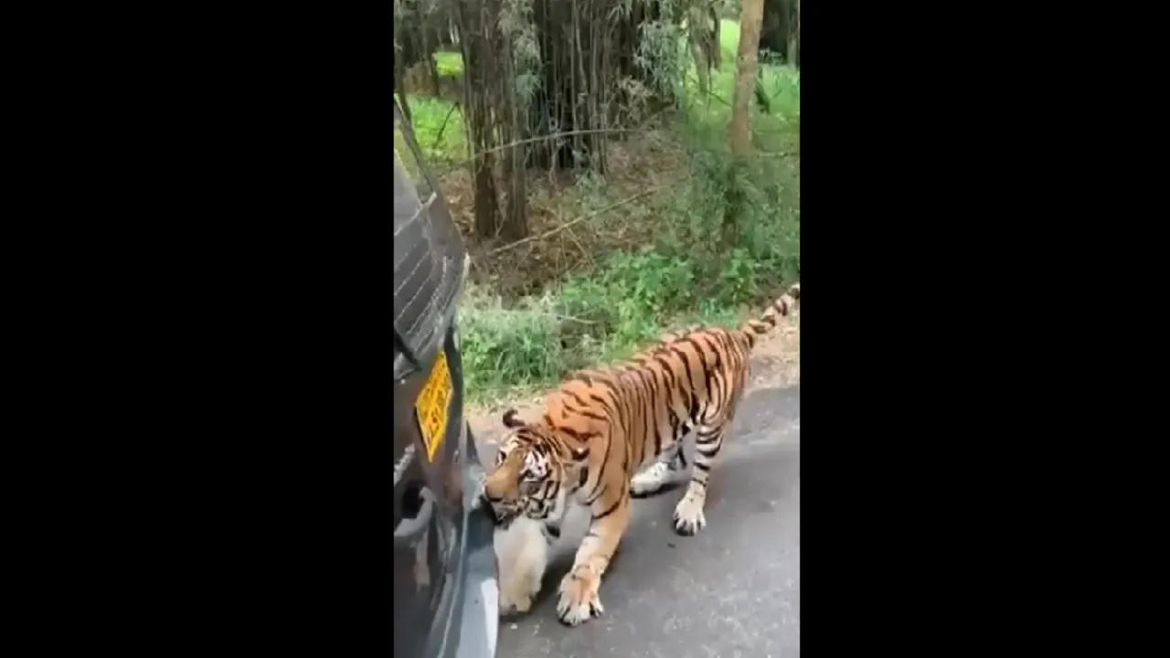 Royal Bengal Tiger