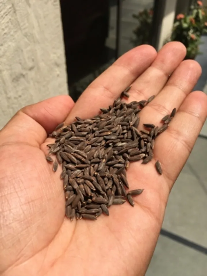 kala namak