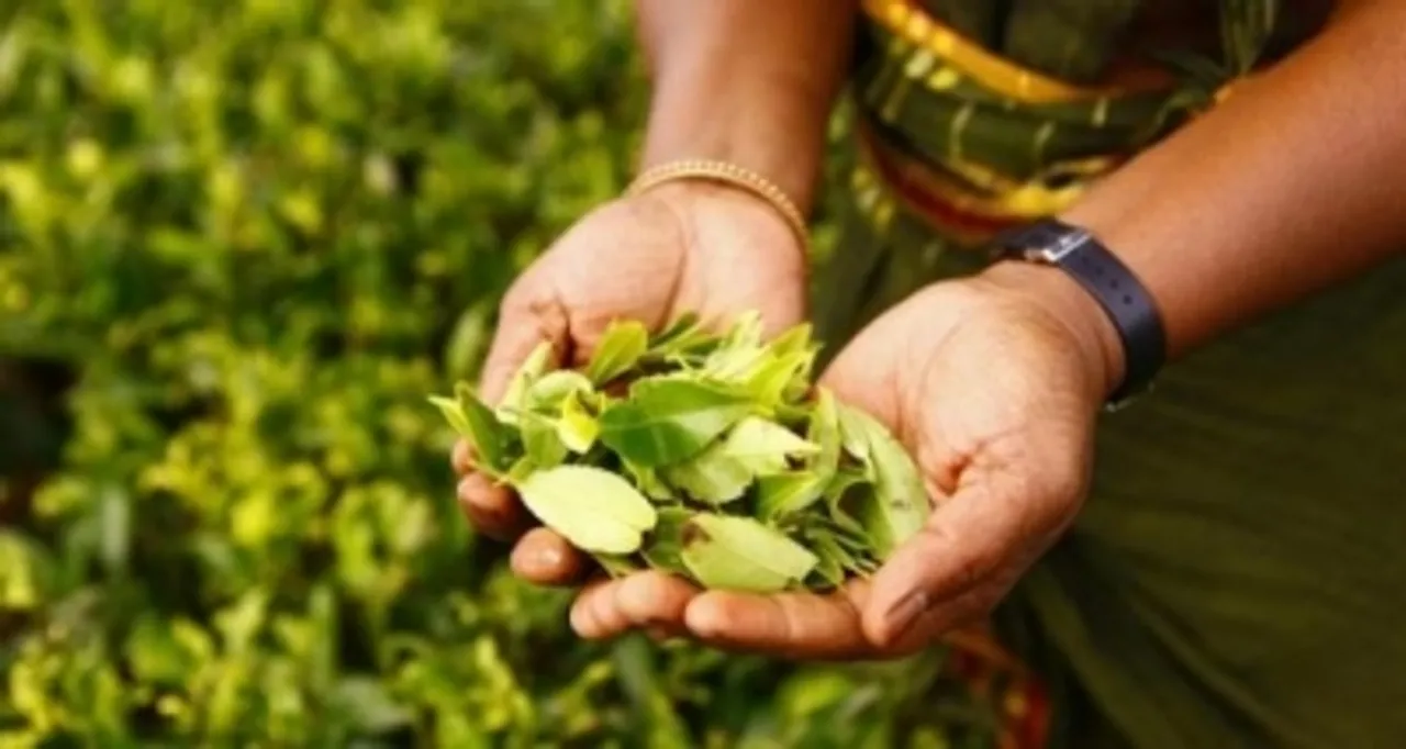 Sri Lankan