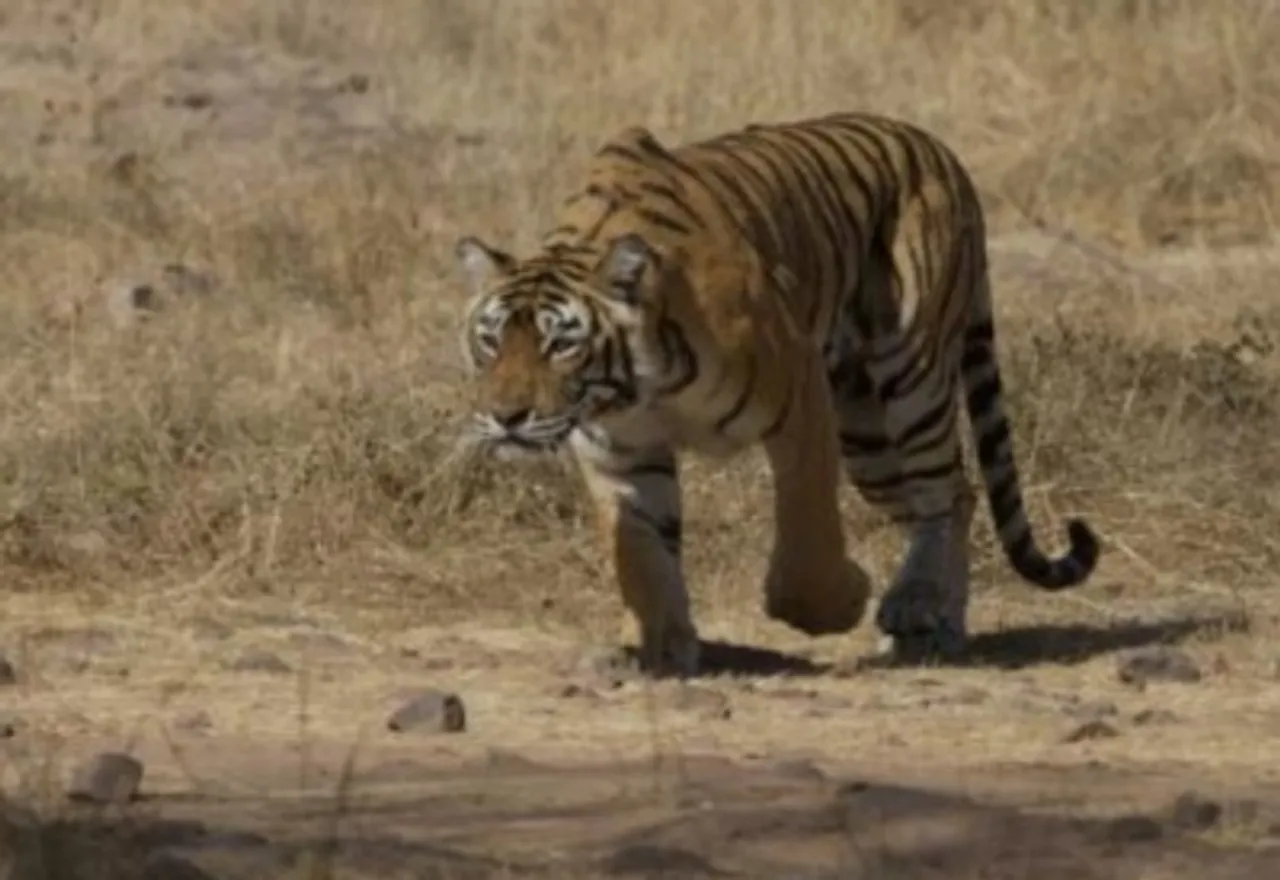 tigre