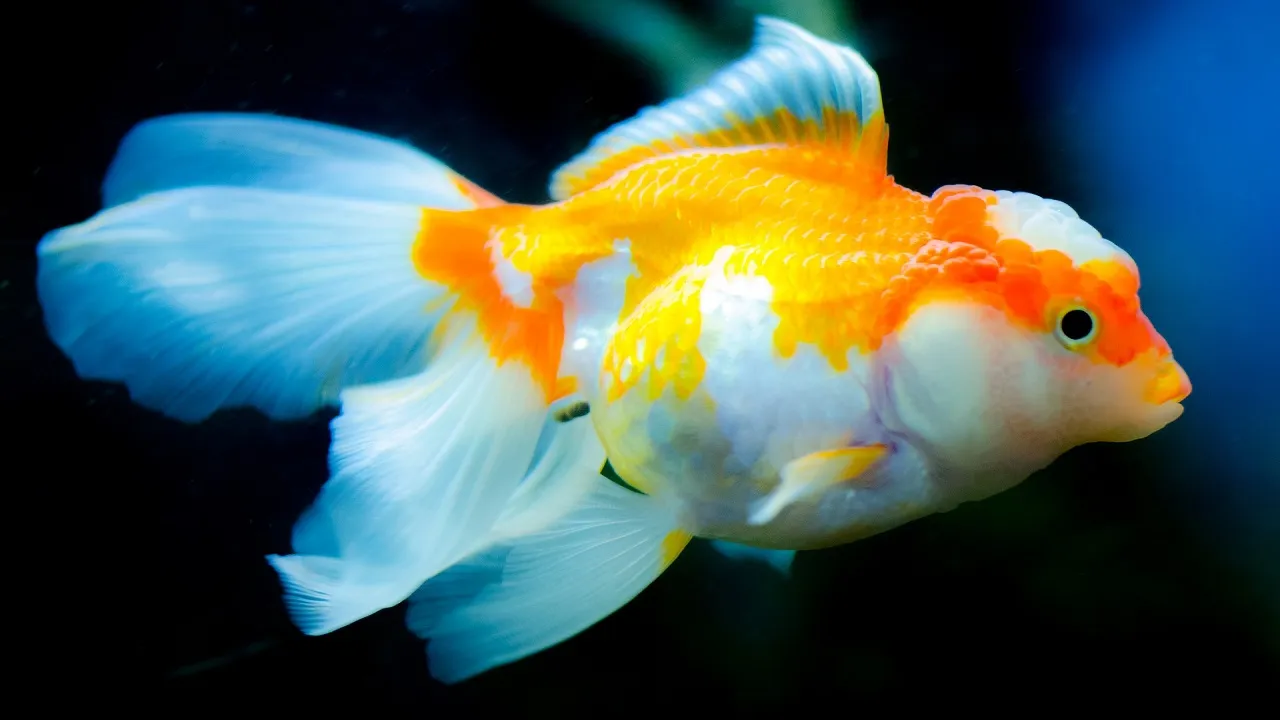Gold Fish