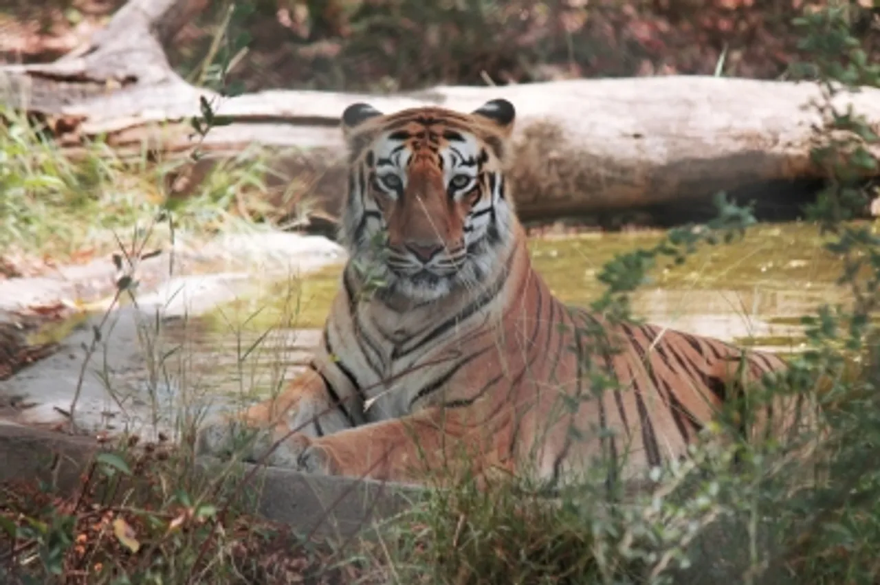Tiger File