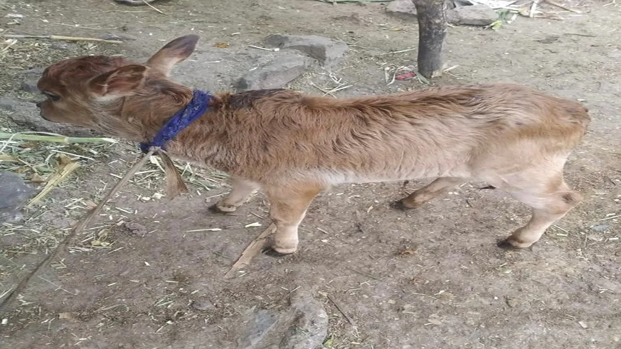 pungnoor Calf