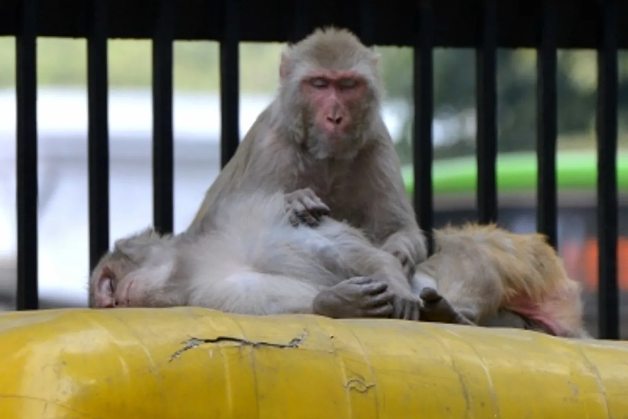 Monkey natch