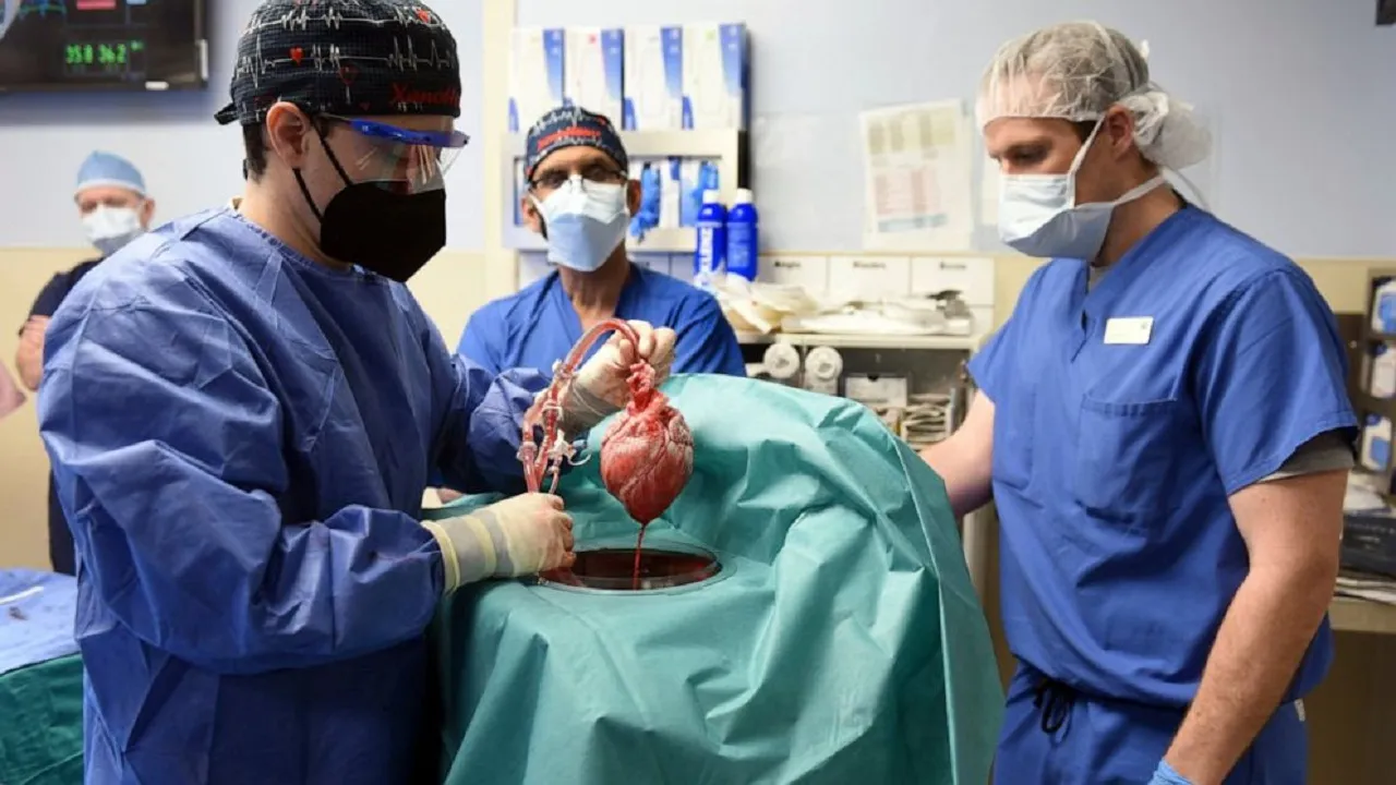 Pig Transplant