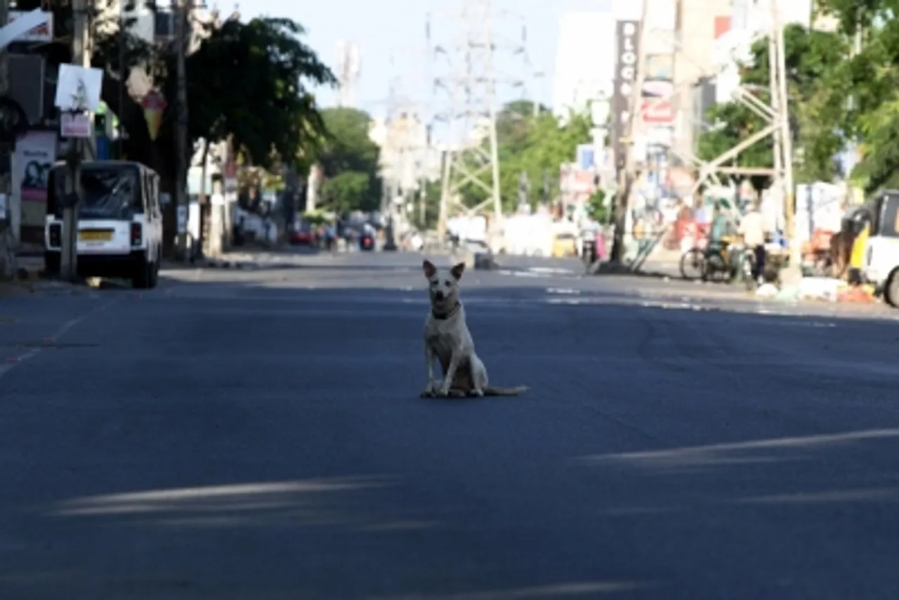 Stray dog