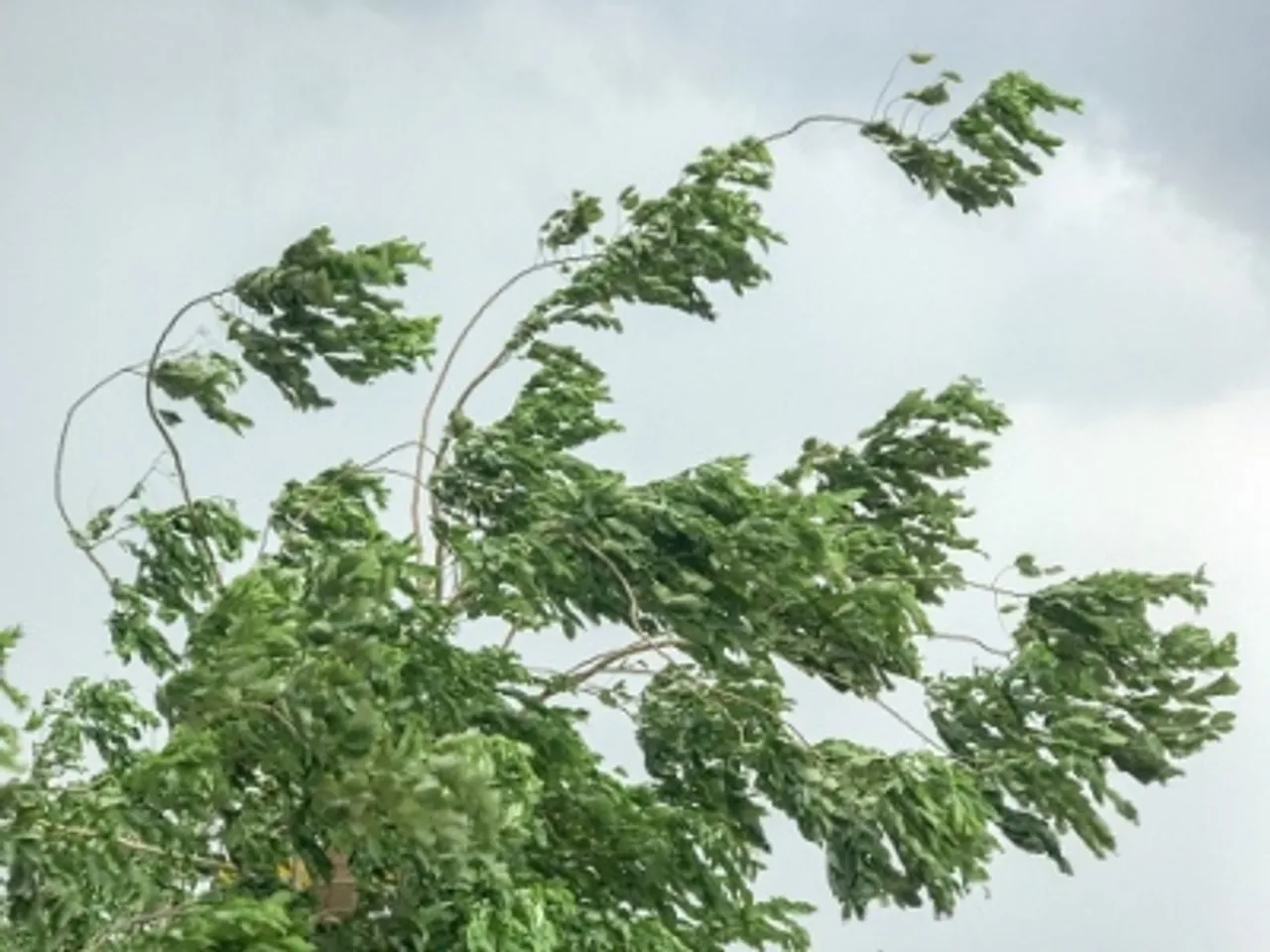 Stronget wind