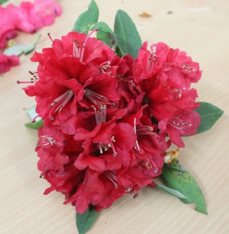 Himalayan Buranh
