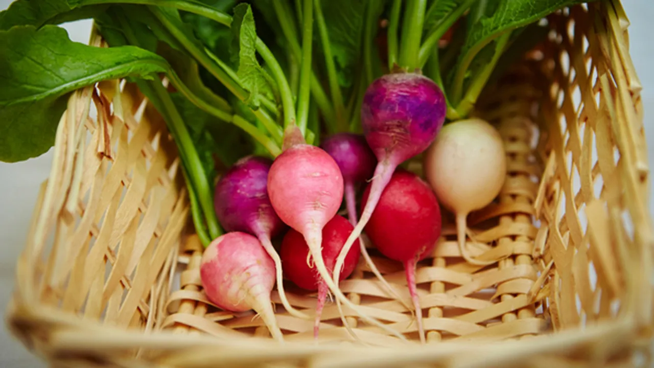 Turnip