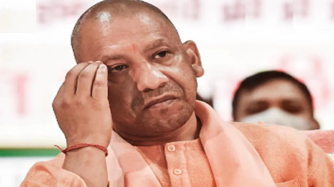 yogi