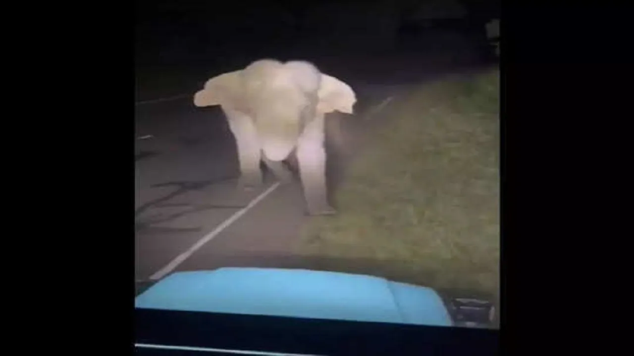 elephant