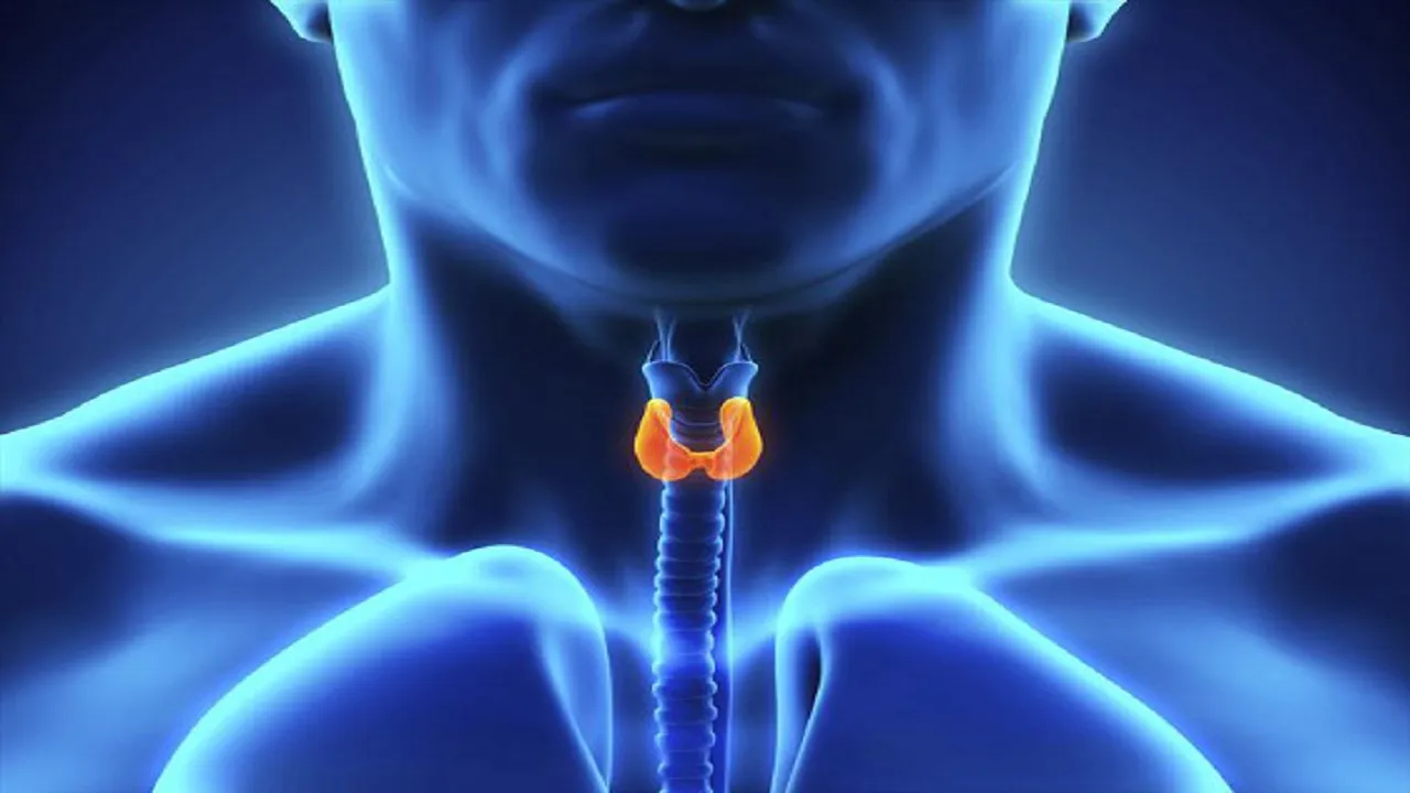 thyroid