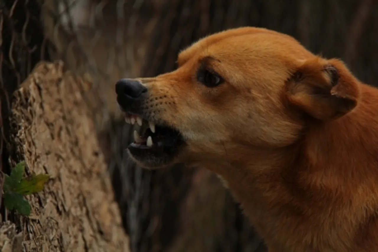 Dog File