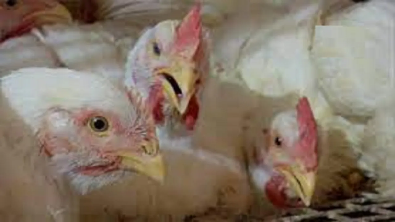 bird flu