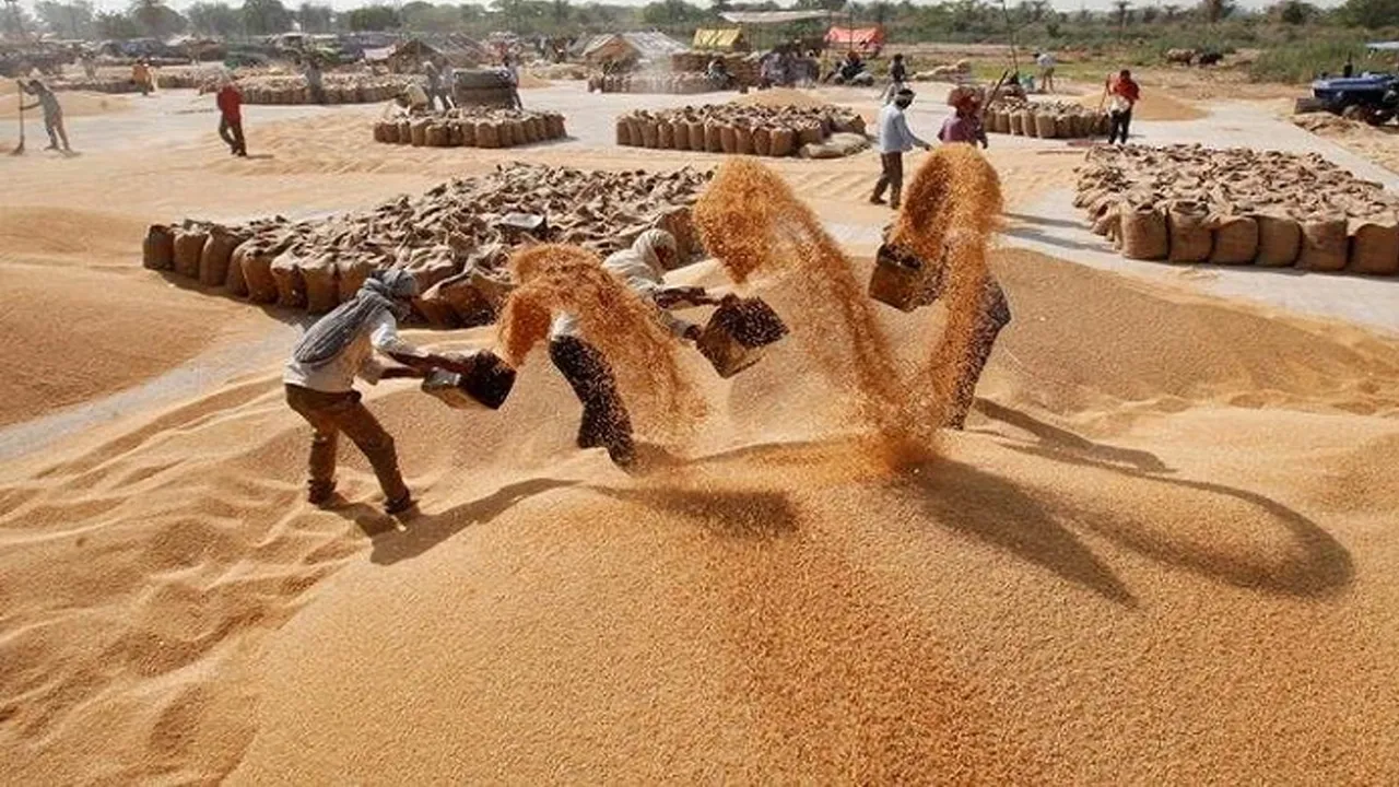 Wheat