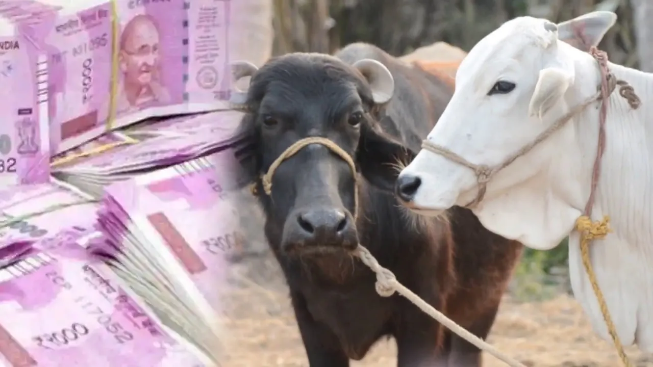 Pashu Kisan Credit Card Yojana