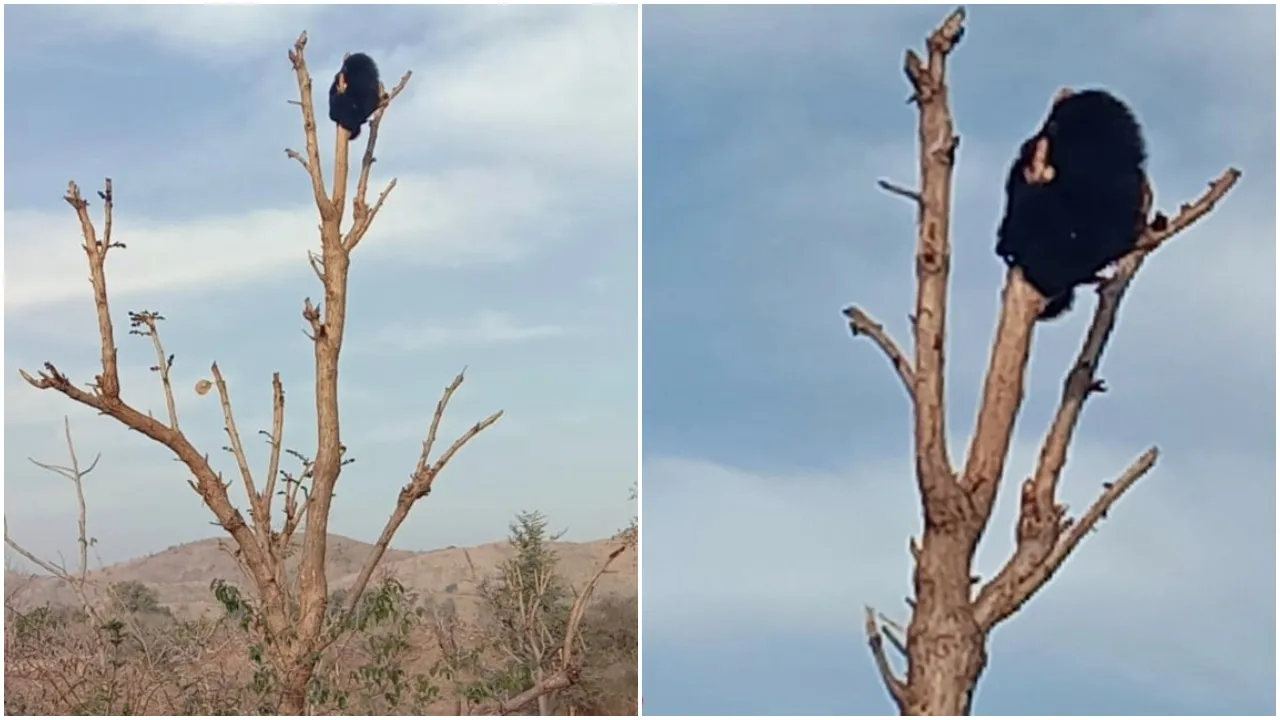 cub climbed the tree