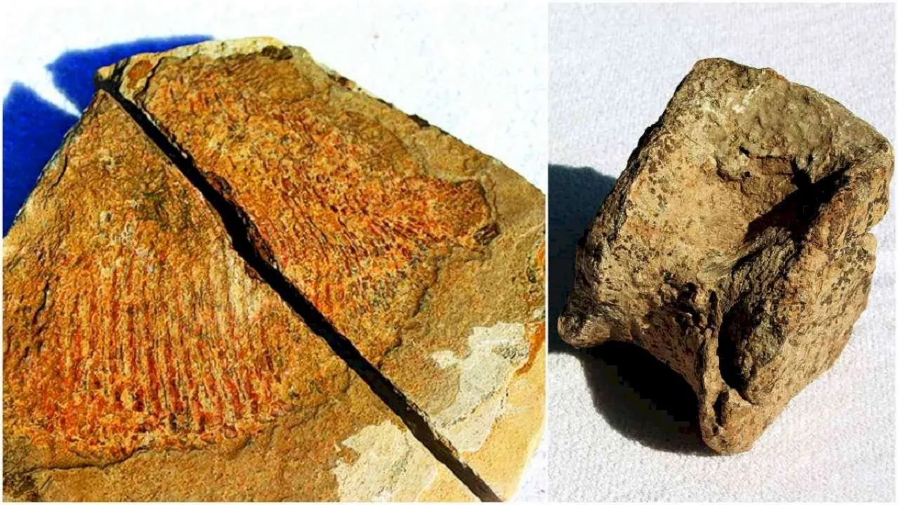 Fossils Jharkhand