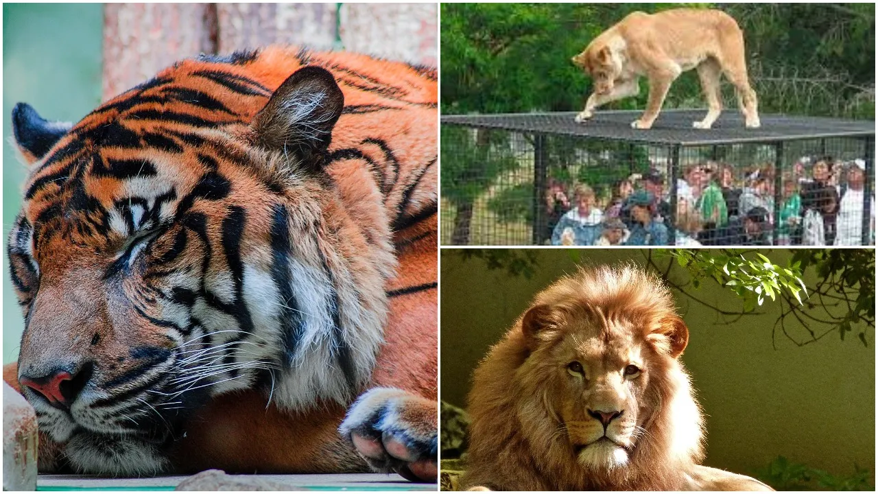 Lehe ledu Wildlife Zoo