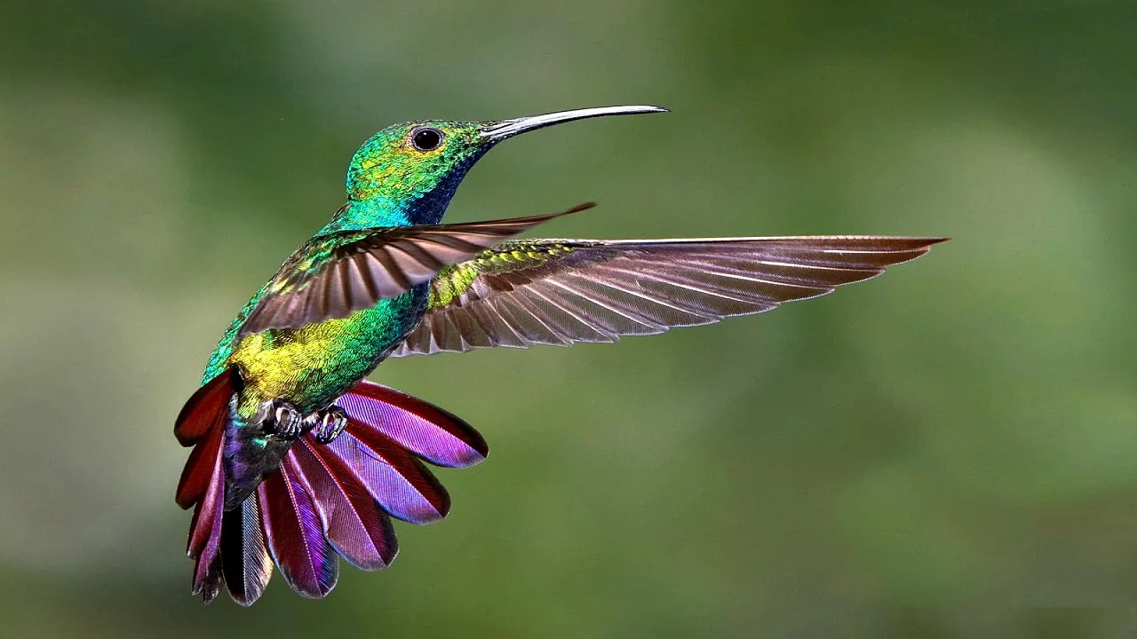 bird
