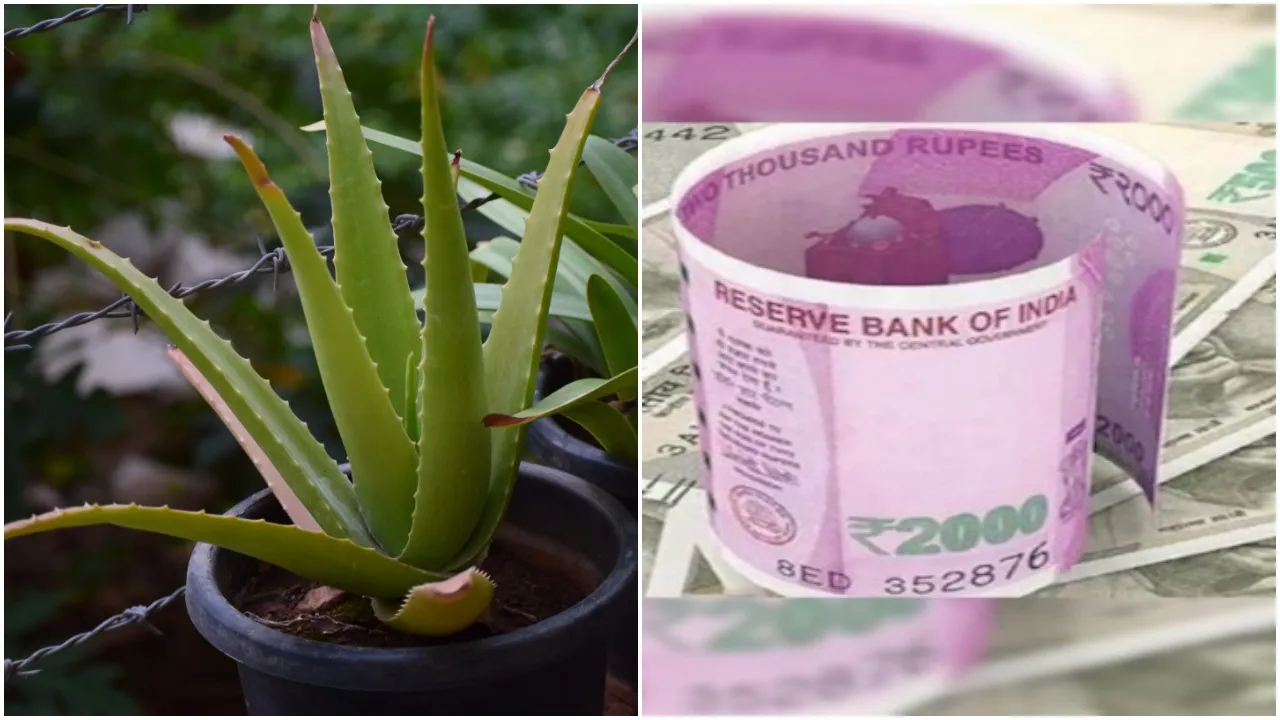 Aloe vera Business